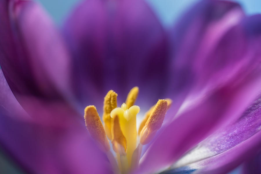 Tulip
041617-141 : Blooms : Will Dickey Florida Fine Art Nature and Wildlife Photography - Images of Florida's First Coast - Nature and Landscape Photographs of Jacksonville, St. Augustine, Florida nature preserves