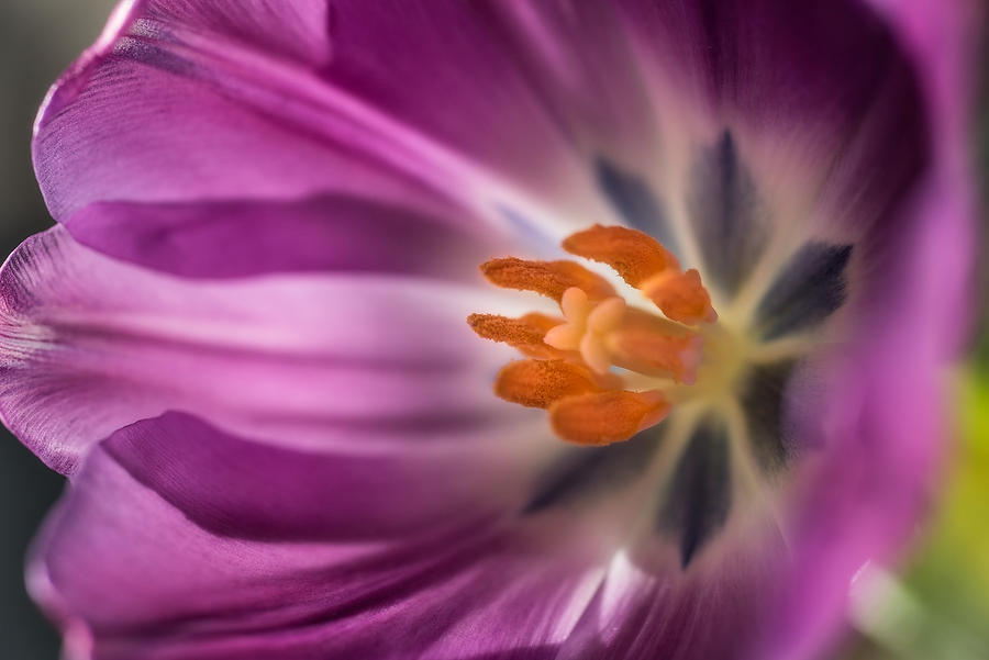 Tulip
041617-30 : Blooms : Will Dickey Florida Fine Art Nature and Wildlife Photography - Images of Florida's First Coast - Nature and Landscape Photographs of Jacksonville, St. Augustine, Florida nature preserves