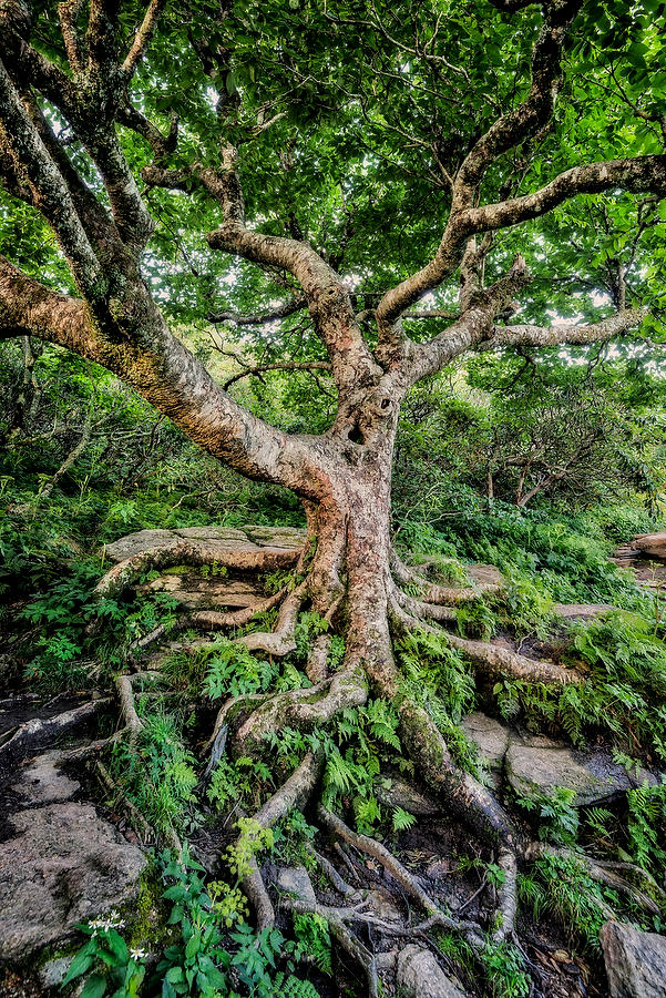 Craggy Trail Beech Tree 073017-188 : Appalachian Mountains : Will Dickey Florida Fine Art Nature and Wildlife Photography - Images of Florida's First Coast - Nature and Landscape Photographs of Jacksonville, St. Augustine, Florida nature preserves