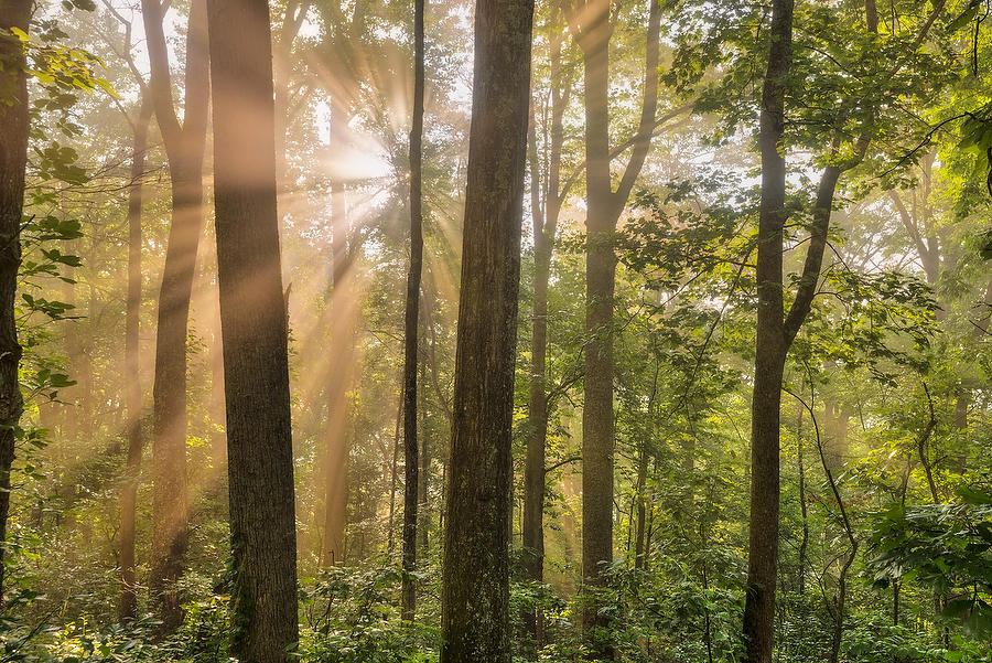 Pisgah Forest Mist 072917-98 : Appalachian Mountains : Will Dickey Florida Fine Art Nature and Wildlife Photography - Images of Florida's First Coast - Nature and Landscape Photographs of Jacksonville, St. Augustine, Florida nature preserves