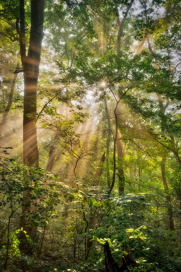 Pisgah Forest Mist 072917-103 : Appalachian Mountains : Will Dickey Florida Fine Art Nature and Wildlife Photography - Images of Florida's First Coast - Nature and Landscape Photographs of Jacksonville, St. Augustine, Florida nature preserves