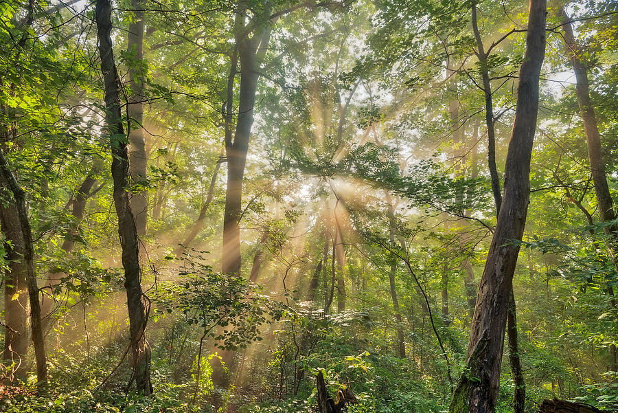 Pisgah Forest Mist 072917-138 : Appalachian Mountains : Will Dickey Florida Fine Art Nature and Wildlife Photography - Images of Florida's First Coast - Nature and Landscape Photographs of Jacksonville, St. Augustine, Florida nature preserves