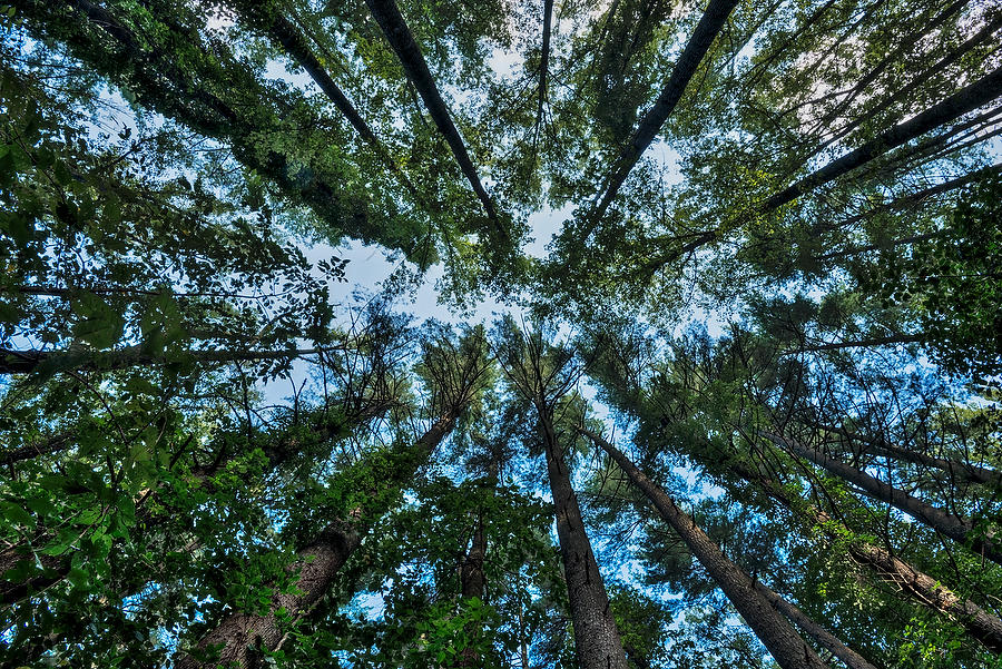 Pisgah Tree Canopy 072917-252 : Appalachian Mountains : Will Dickey Florida Fine Art Nature and Wildlife Photography - Images of Florida's First Coast - Nature and Landscape Photographs of Jacksonville, St. Augustine, Florida nature preserves