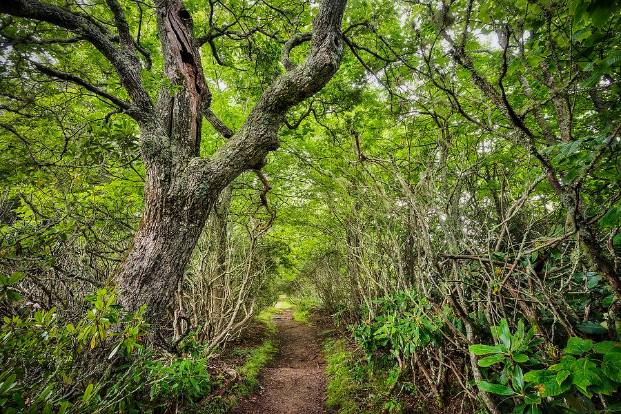 Nantahala Forest Trail 072717-35 : Appalachian Mountains : Will Dickey Florida Fine Art Nature and Wildlife Photography - Images of Florida's First Coast - Nature and Landscape Photographs of Jacksonville, St. Augustine, Florida nature preserves