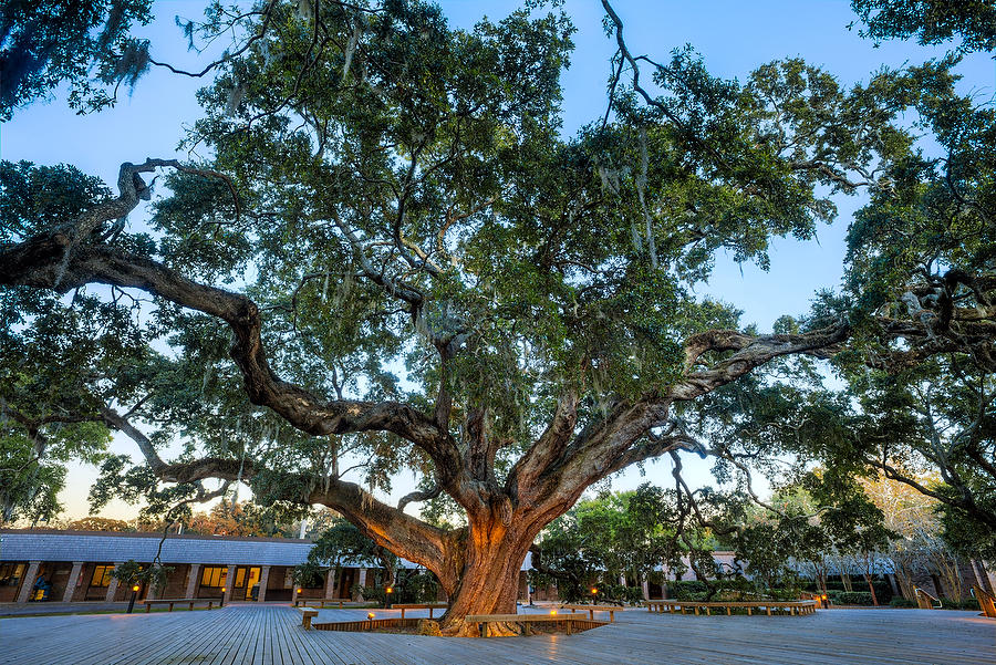 Episcopal Great Oak 121214-248 : Landmarks & Historic Structures : Will Dickey Florida Fine Art Nature and Wildlife Photography - Images of Florida's First Coast - Nature and Landscape Photographs of Jacksonville, St. Augustine, Florida nature preserves