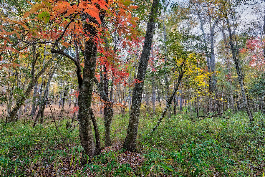 Alabama Fall Colors 112616-33TIF  : Waterways and Woods  : Will Dickey Florida Fine Art Nature and Wildlife Photography - Images of Florida's First Coast - Nature and Landscape Photographs of Jacksonville, St. Augustine, Florida nature preserves