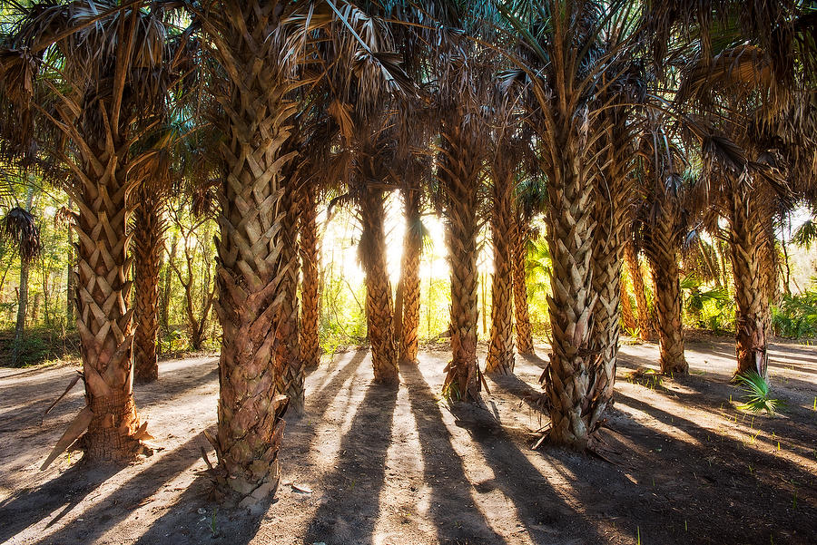 Arboretum Palms 020715-133 : Waterways and Woods  : Will Dickey Florida Fine Art Nature and Wildlife Photography - Images of Florida's First Coast - Nature and Landscape Photographs of Jacksonville, St. Augustine, Florida nature preserves