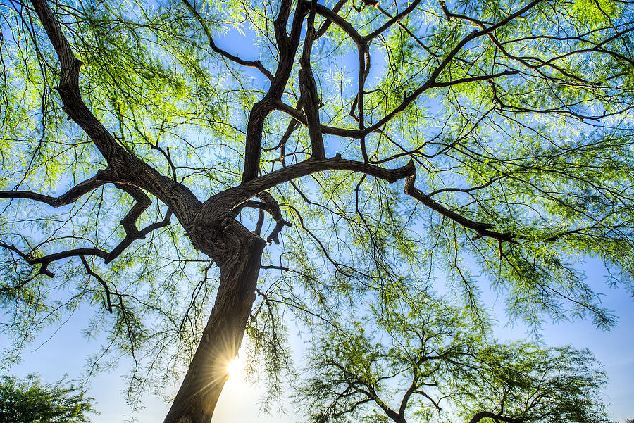 Arizona Mesquite 042215-167  : Waterways and Woods  : Will Dickey Florida Fine Art Nature and Wildlife Photography - Images of Florida's First Coast - Nature and Landscape Photographs of Jacksonville, St. Augustine, Florida nature preserves