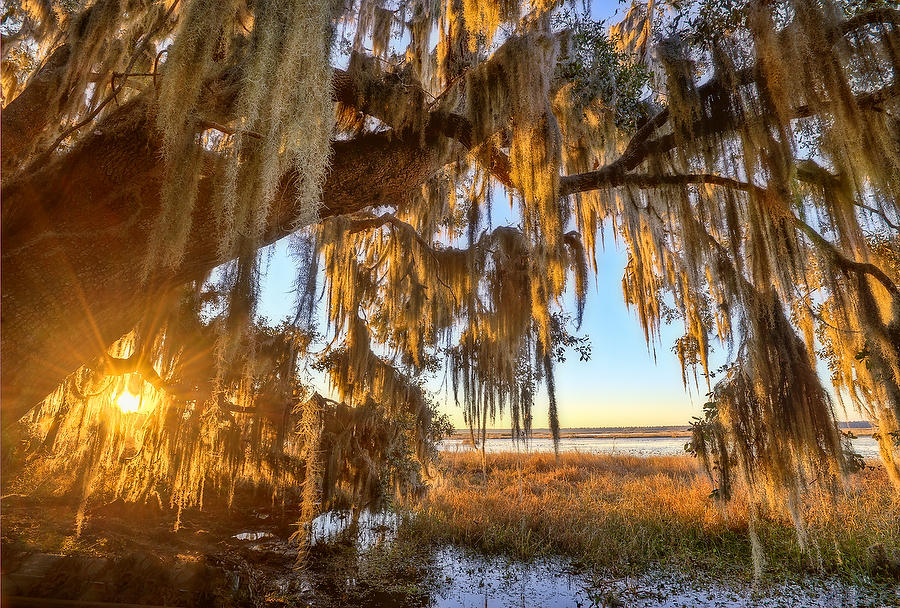 Barr Hammock Moss 010610-126  : Waterways and Woods  : Will Dickey Florida Fine Art Nature and Wildlife Photography - Images of Florida's First Coast - Nature and Landscape Photographs of Jacksonville, St. Augustine, Florida nature preserves