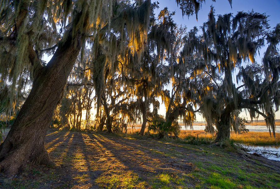 Barr Hammock Shadows 010610-175  : Waterways and Woods  : Will Dickey Florida Fine Art Nature and Wildlife Photography - Images of Florida's First Coast - Nature and Landscape Photographs of Jacksonville, St. Augustine, Florida nature preserves