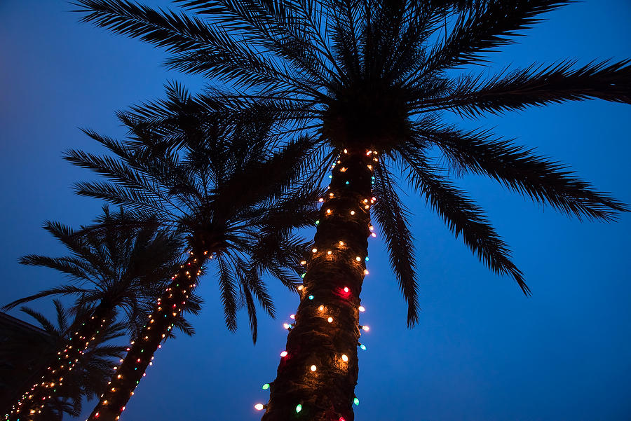 Christmas Palms 
122114-14  : Waterways and Woods  : Will Dickey Florida Fine Art Nature and Wildlife Photography - Images of Florida's First Coast - Nature and Landscape Photographs of Jacksonville, St. Augustine, Florida nature preserves