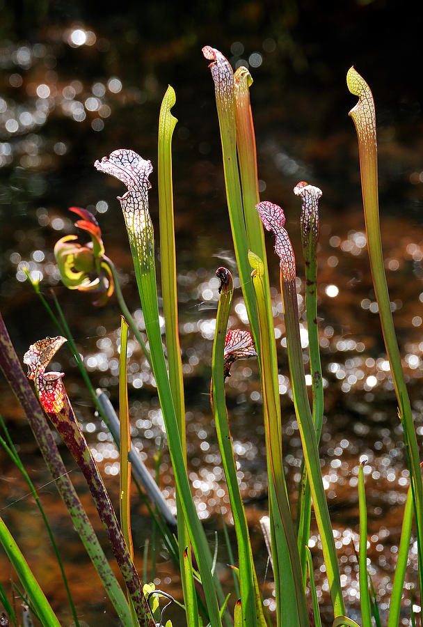 Coldwater Creek Pitcher Plant 070108-159  : Waterways and Woods  : Will Dickey Florida Fine Art Nature and Wildlife Photography - Images of Florida's First Coast - Nature and Landscape Photographs of Jacksonville, St. Augustine, Florida nature preserves
