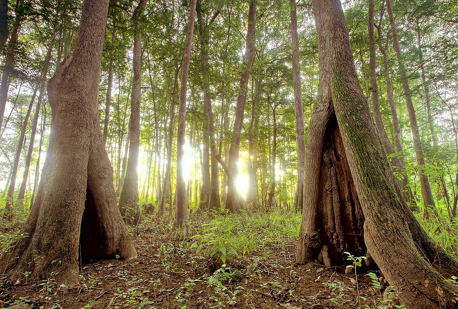 Cypress Hollows Sunrise 080410-413  : Waterways and Woods  : Will Dickey Florida Fine Art Nature and Wildlife Photography - Images of Florida's First Coast - Nature and Landscape Photographs of Jacksonville, St. Augustine, Florida nature preserves