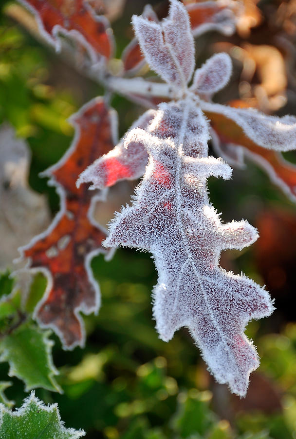 Frosted Leaf
112709-251  : Waterways and Woods  : Will Dickey Florida Fine Art Nature and Wildlife Photography - Images of Florida's First Coast - Nature and Landscape Photographs of Jacksonville, St. Augustine, Florida nature preserves