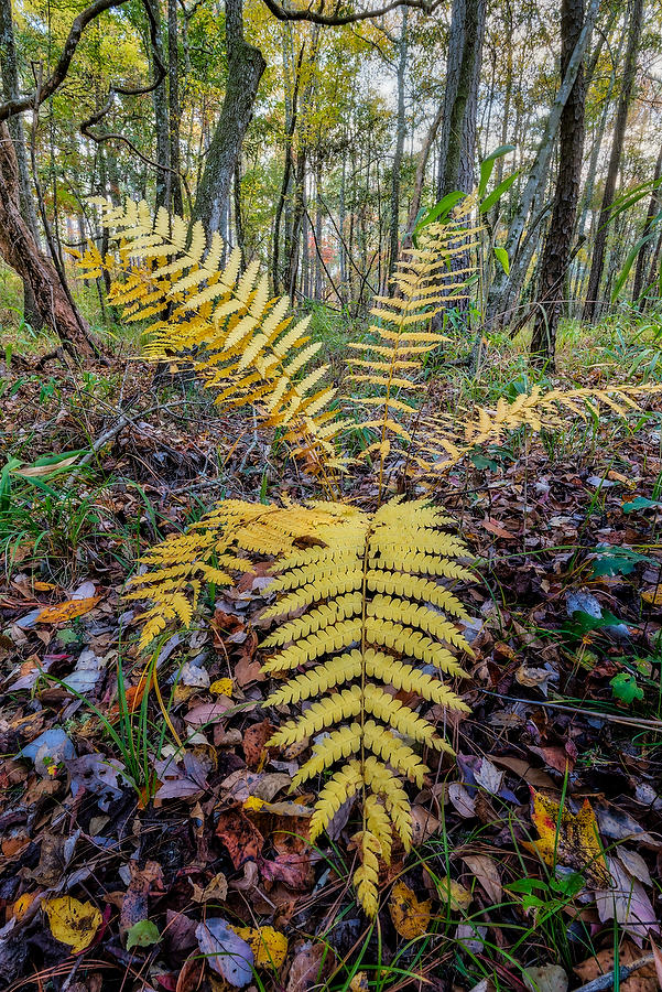 Golden Fern 
112616-59  : Waterways and Woods  : Will Dickey Florida Fine Art Nature and Wildlife Photography - Images of Florida's First Coast - Nature and Landscape Photographs of Jacksonville, St. Augustine, Florida nature preserves