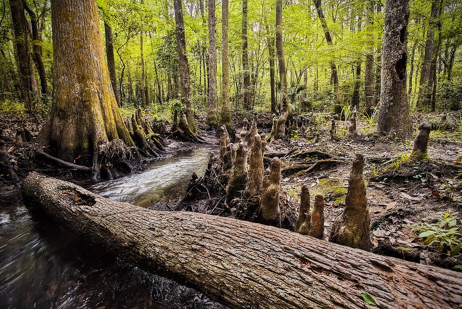 Goodbys Creek 
032215-8  : Waterways and Woods  : Will Dickey Florida Fine Art Nature and Wildlife Photography - Images of Florida's First Coast - Nature and Landscape Photographs of Jacksonville, St. Augustine, Florida nature preserves