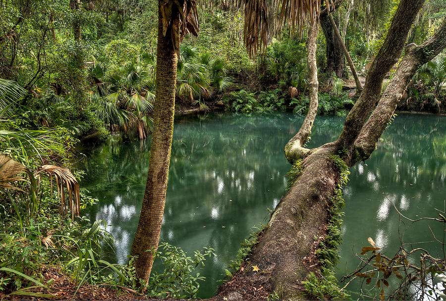 Green Springs 
083111-166  : Waterways and Woods  : Will Dickey Florida Fine Art Nature and Wildlife Photography - Images of Florida's First Coast - Nature and Landscape Photographs of Jacksonville, St. Augustine, Florida nature preserves