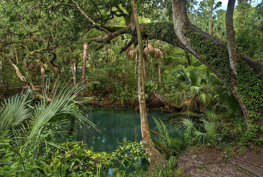 Green Springs 
083111-180  : Waterways and Woods  : Will Dickey Florida Fine Art Nature and Wildlife Photography - Images of Florida's First Coast - Nature and Landscape Photographs of Jacksonville, St. Augustine, Florida nature preserves