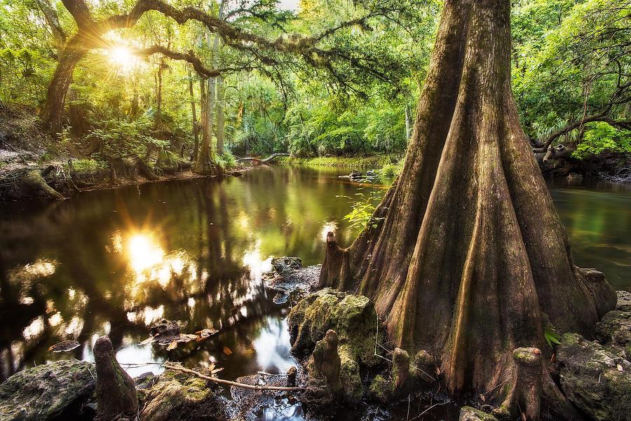 Hillsborough River 042616-79  : Waterways and Woods  : Will Dickey Florida Fine Art Nature and Wildlife Photography - Images of Florida's First Coast - Nature and Landscape Photographs of Jacksonville, St. Augustine, Florida nature preserves