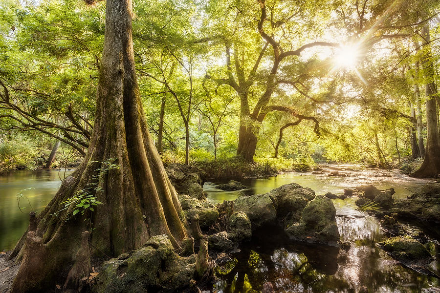 Hillsborough River 042616-182  : Waterways and Woods  : Will Dickey Florida Fine Art Nature and Wildlife Photography - Images of Florida's First Coast - Nature and Landscape Photographs of Jacksonville, St. Augustine, Florida nature preserves