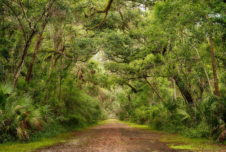 Old A1A 
081312-6  : Waterways and Woods  : Will Dickey Florida Fine Art Nature and Wildlife Photography - Images of Florida's First Coast - Nature and Landscape Photographs of Jacksonville, St. Augustine, Florida nature preserves