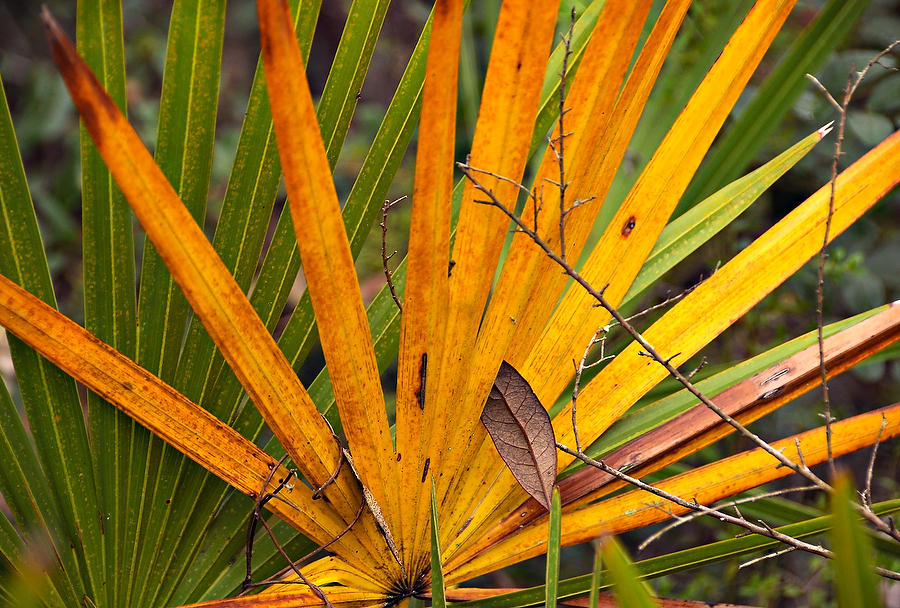 Palmetto Colors  
071009-152  : Waterways and Woods  : Will Dickey Florida Fine Art Nature and Wildlife Photography - Images of Florida's First Coast - Nature and Landscape Photographs of Jacksonville, St. Augustine, Florida nature preserves