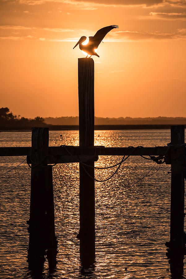 Pelican Stretch 
021417-175  : Waterways and Woods  : Will Dickey Florida Fine Art Nature and Wildlife Photography - Images of Florida's First Coast - Nature and Landscape Photographs of Jacksonville, St. Augustine, Florida nature preserves