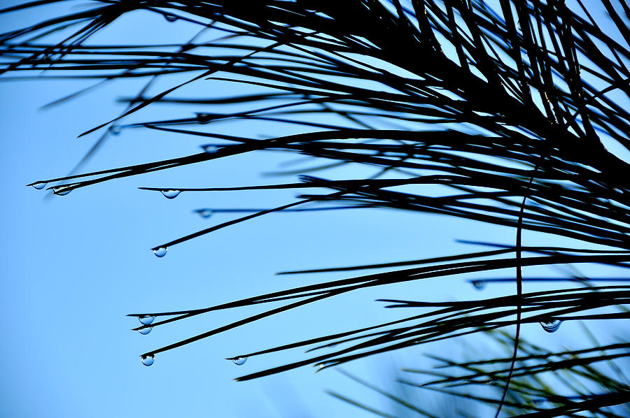 Pine Needle Dewdrops 112709-273.  : Waterways and Woods  : Will Dickey Florida Fine Art Nature and Wildlife Photography - Images of Florida's First Coast - Nature and Landscape Photographs of Jacksonville, St. Augustine, Florida nature preserves