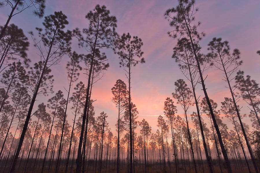 Piney Woods Dawn 032906-3  : Waterways and Woods  : Will Dickey Florida Fine Art Nature and Wildlife Photography - Images of Florida's First Coast - Nature and Landscape Photographs of Jacksonville, St. Augustine, Florida nature preserves