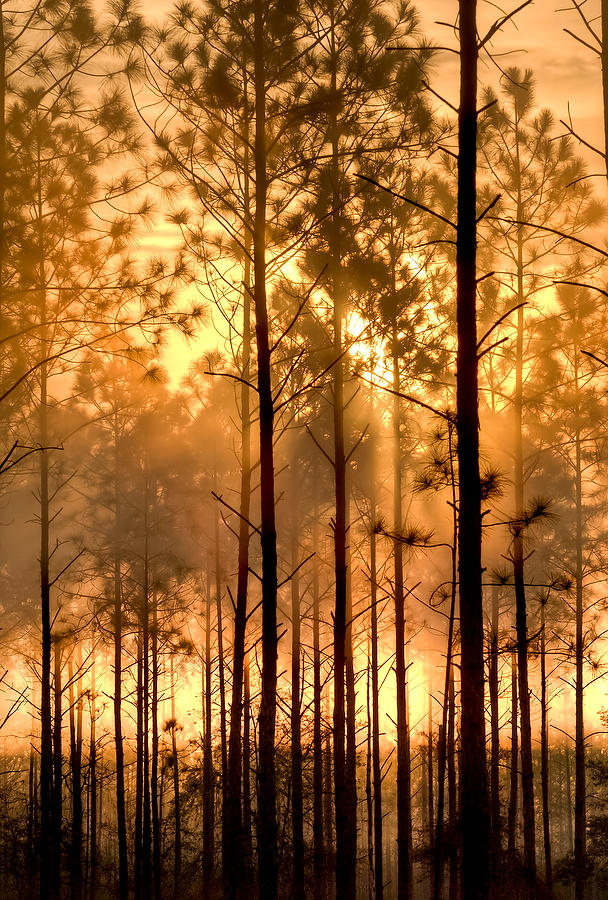 Piney Woods Sunrise 032906-60 : Waterways and Woods  : Will Dickey Florida Fine Art Nature and Wildlife Photography - Images of Florida's First Coast - Nature and Landscape Photographs of Jacksonville, St. Augustine, Florida nature preserves