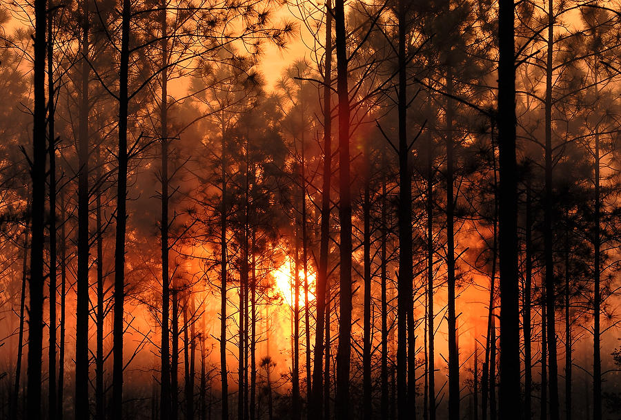 Piney WoodsSunrise 032906-A26  : Waterways and Woods  : Will Dickey Florida Fine Art Nature and Wildlife Photography - Images of Florida's First Coast - Nature and Landscape Photographs of Jacksonville, St. Augustine, Florida nature preserves