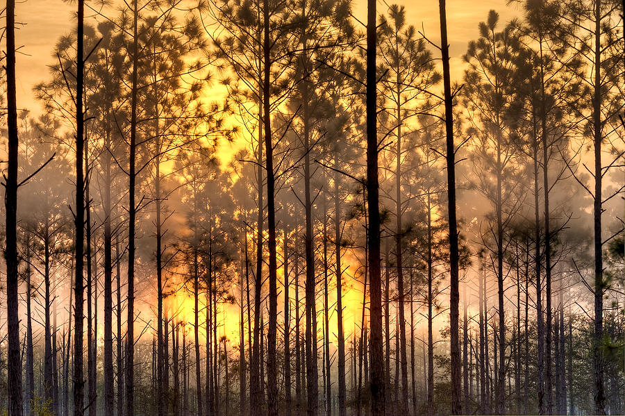 PineyWoodsSunrise033006-40.jpg : Waterways and Woods  : Will Dickey Florida Fine Art Nature and Wildlife Photography - Images of Florida's First Coast - Nature and Landscape Photographs of Jacksonville, St. Augustine, Florida nature preserves