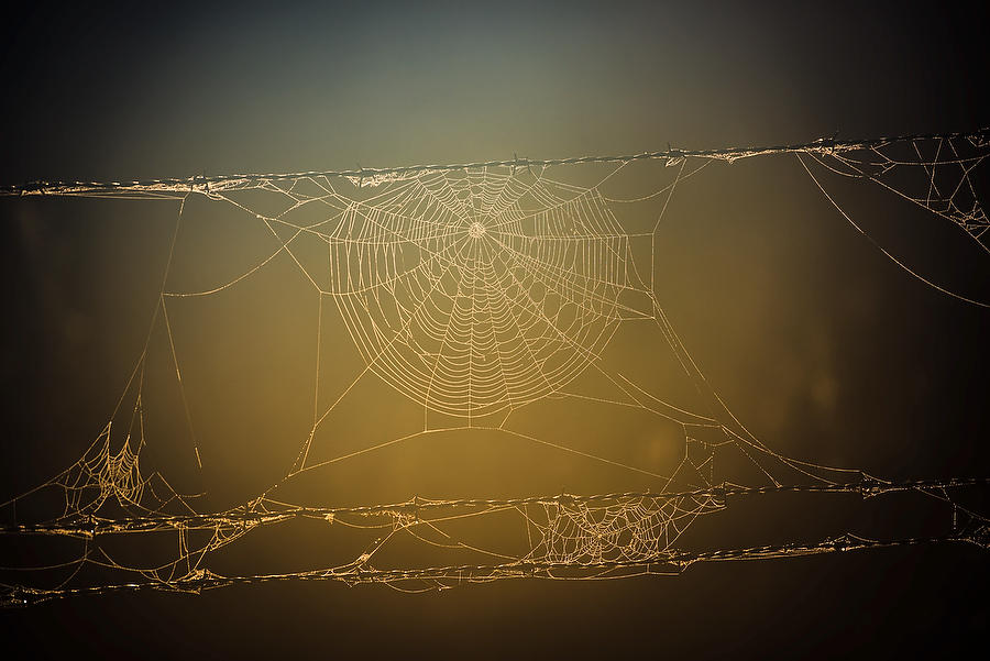 Spider Web Barbed Wire113016-106 : Waterways and Woods  : Will Dickey Florida Fine Art Nature and Wildlife Photography - Images of Florida's First Coast - Nature and Landscape Photographs of Jacksonville, St. Augustine, Florida nature preserves