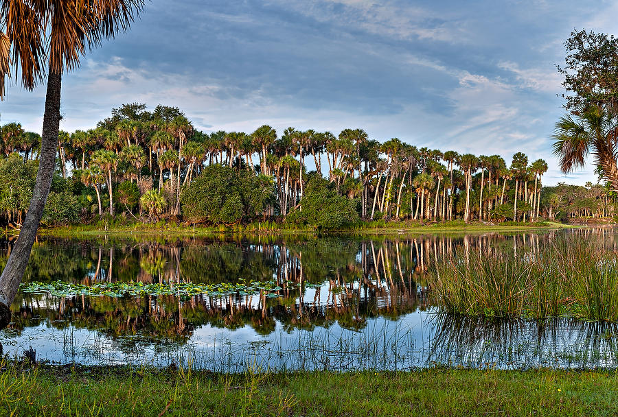 St. Johns Palms 
083111--132  : Waterways and Woods  : Will Dickey Florida Fine Art Nature and Wildlife Photography - Images of Florida's First Coast - Nature and Landscape Photographs of Jacksonville, St. Augustine, Florida nature preserves