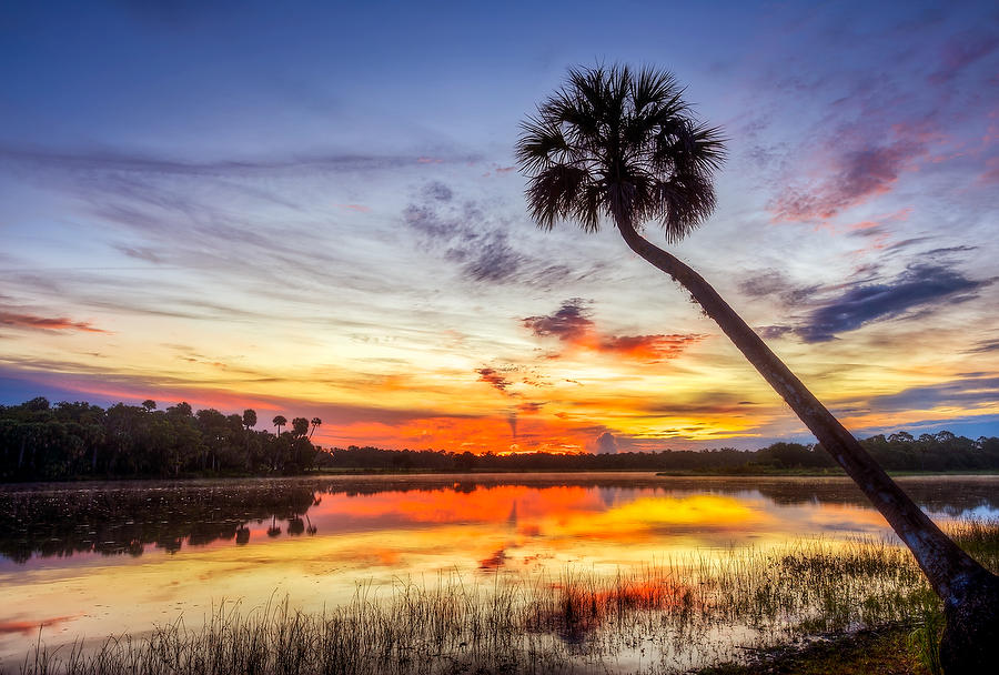 St. Johns Palm Sunrise 083111-33  : Waterways and Woods  : Will Dickey Florida Fine Art Nature and Wildlife Photography - Images of Florida's First Coast - Nature and Landscape Photographs of Jacksonville, St. Augustine, Florida nature preserves