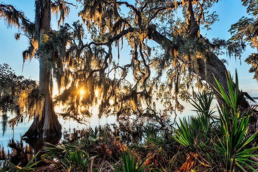 St. Johns Riverfront 121216-9  : Waterways and Woods  : Will Dickey Florida Fine Art Nature and Wildlife Photography - Images of Florida's First Coast - Nature and Landscape Photographs of Jacksonville, St. Augustine, Florida nature preserves