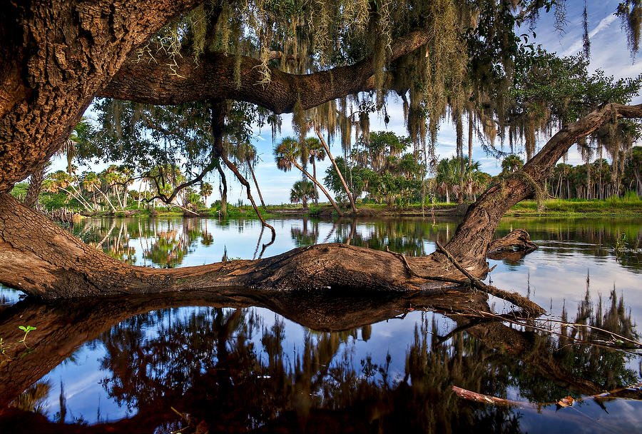 St. Johns Sinking Oak 083011-282  : Waterways and Woods  : Will Dickey Florida Fine Art Nature and Wildlife Photography - Images of Florida's First Coast - Nature and Landscape Photographs of Jacksonville, St. Augustine, Florida nature preserves