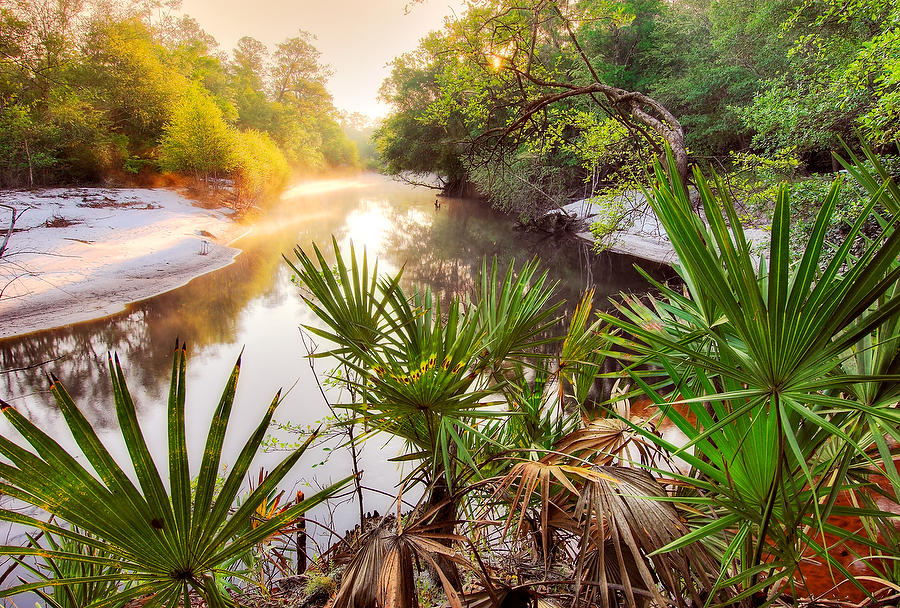 St. Marys Palmettos 051306-97  : Waterways and Woods  : Will Dickey Florida Fine Art Nature and Wildlife Photography - Images of Florida's First Coast - Nature and Landscape Photographs of Jacksonville, St. Augustine, Florida nature preserves