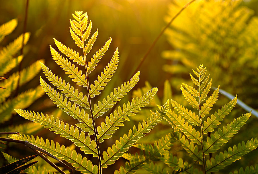 Sunset Ferns         033006-150  : Waterways and Woods  : Will Dickey Florida Fine Art Nature and Wildlife Photography - Images of Florida's First Coast - Nature and Landscape Photographs of Jacksonville, St. Augustine, Florida nature preserves