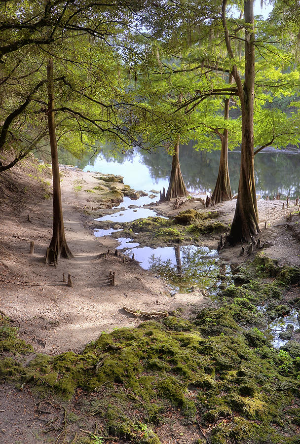 Suwannee Lime Sink Run 081809-9  : Waterways and Woods  : Will Dickey Florida Fine Art Nature and Wildlife Photography - Images of Florida's First Coast - Nature and Landscape Photographs of Jacksonville, St. Augustine, Florida nature preserves