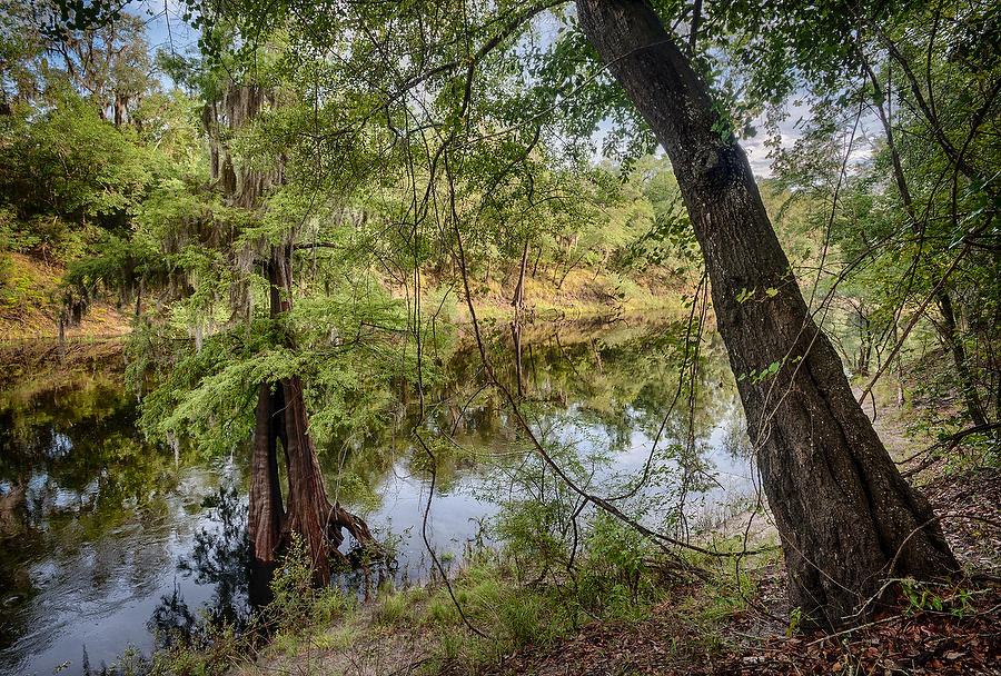 Suwannee River    061312-109  : Waterways and Woods  : Will Dickey Florida Fine Art Nature and Wildlife Photography - Images of Florida's First Coast - Nature and Landscape Photographs of Jacksonville, St. Augustine, Florida nature preserves
