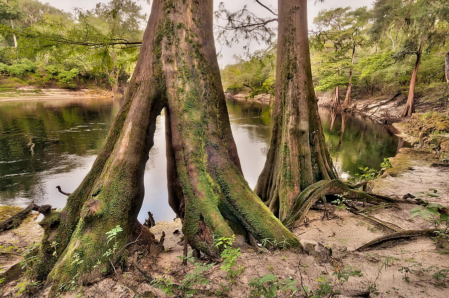 Suwannee River Cypress Hole             
081909-19  : Waterways and Woods  : Will Dickey Florida Fine Art Nature and Wildlife Photography - Images of Florida's First Coast - Nature and Landscape Photographs of Jacksonville, St. Augustine, Florida nature preserves