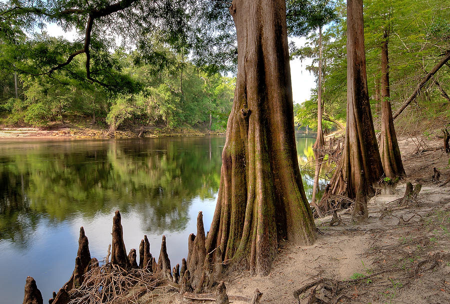 Suwannee River Cypress Knees 
081909-51  : Waterways and Woods  : Will Dickey Florida Fine Art Nature and Wildlife Photography - Images of Florida's First Coast - Nature and Landscape Photographs of Jacksonville, St. Augustine, Florida nature preserves