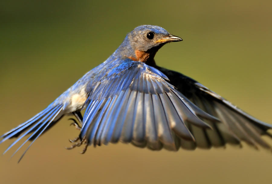 Alabama Bluebird 061809-87  : Critters : Will Dickey Florida Fine Art Nature and Wildlife Photography - Images of Florida's First Coast - Nature and Landscape Photographs of Jacksonville, St. Augustine, Florida nature preserves