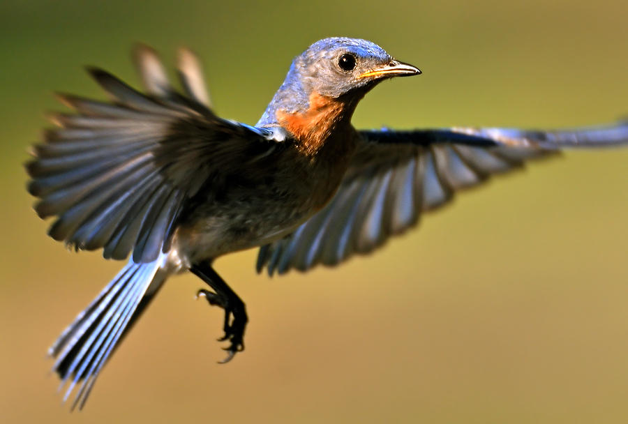 Alabama Bluebird 061809-88  : Critters : Will Dickey Florida Fine Art Nature and Wildlife Photography - Images of Florida's First Coast - Nature and Landscape Photographs of Jacksonville, St. Augustine, Florida nature preserves