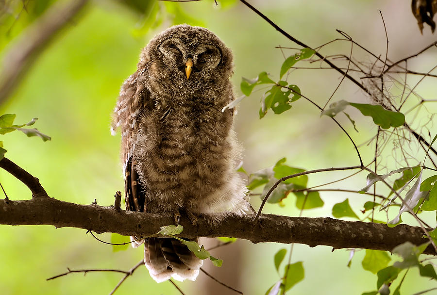 Barred Owl Juvenile 042110-5688  : Critters : Will Dickey Florida Fine Art Nature and Wildlife Photography - Images of Florida's First Coast - Nature and Landscape Photographs of Jacksonville, St. Augustine, Florida nature preserves