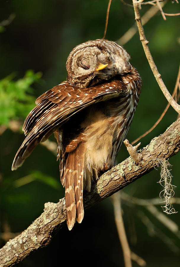 Barred Owl Preening 042110-5720  : Critters : Will Dickey Florida Fine Art Nature and Wildlife Photography - Images of Florida's First Coast - Nature and Landscape Photographs of Jacksonville, St. Augustine, Florida nature preserves