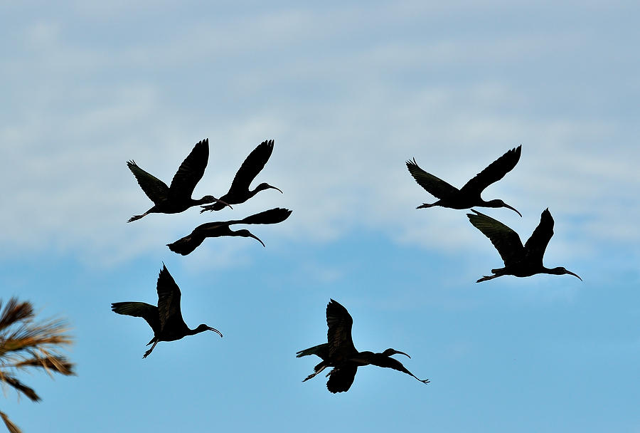 Black Ibis 
112608-27  : Critters : Will Dickey Florida Fine Art Nature and Wildlife Photography - Images of Florida's First Coast - Nature and Landscape Photographs of Jacksonville, St. Augustine, Florida nature preserves