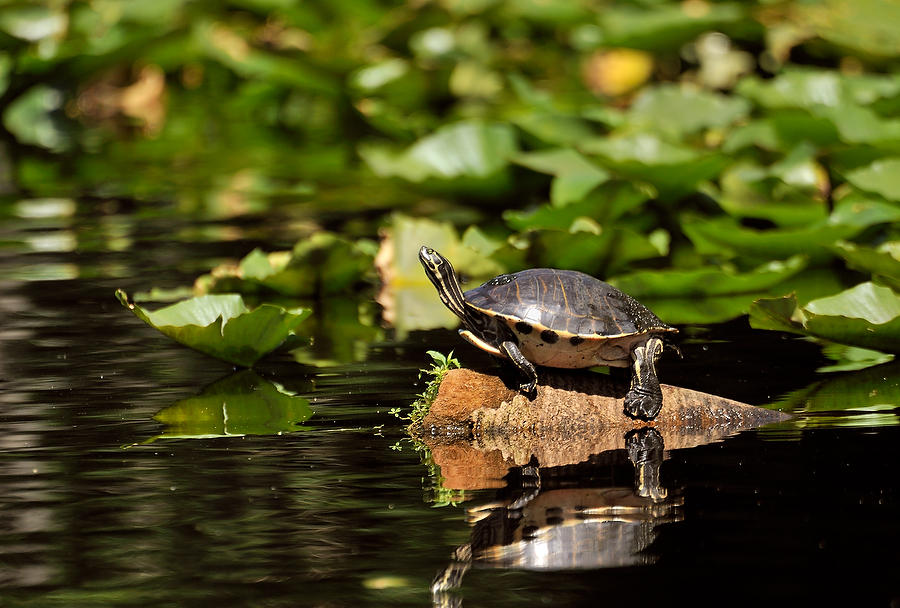 Cooter In Pads      040810-356  : Critters : Will Dickey Florida Fine Art Nature and Wildlife Photography - Images of Florida's First Coast - Nature and Landscape Photographs of Jacksonville, St. Augustine, Florida nature preserves