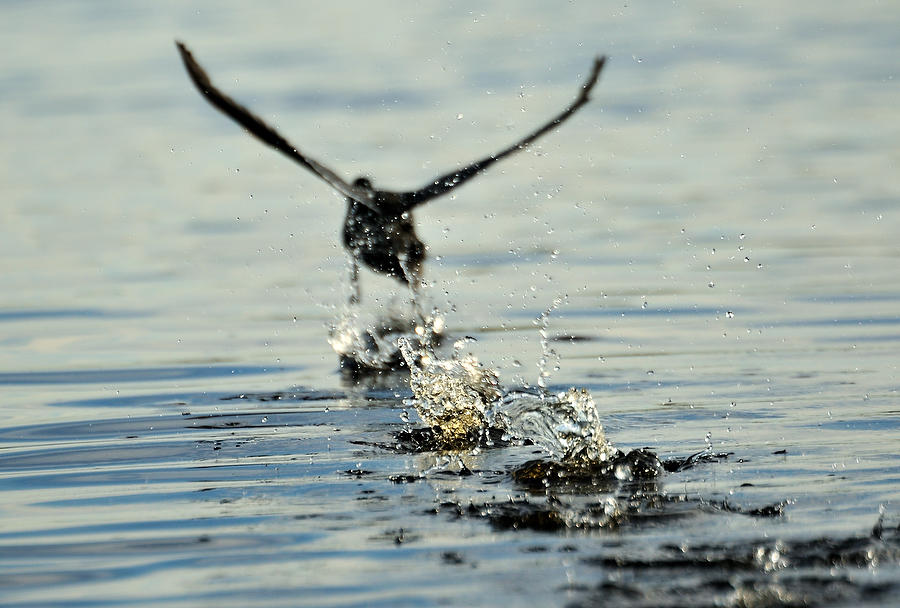 Coot Scooting      
112608-151 : Critters : Will Dickey Florida Fine Art Nature and Wildlife Photography - Images of Florida's First Coast - Nature and Landscape Photographs of Jacksonville, St. Augustine, Florida nature preserves